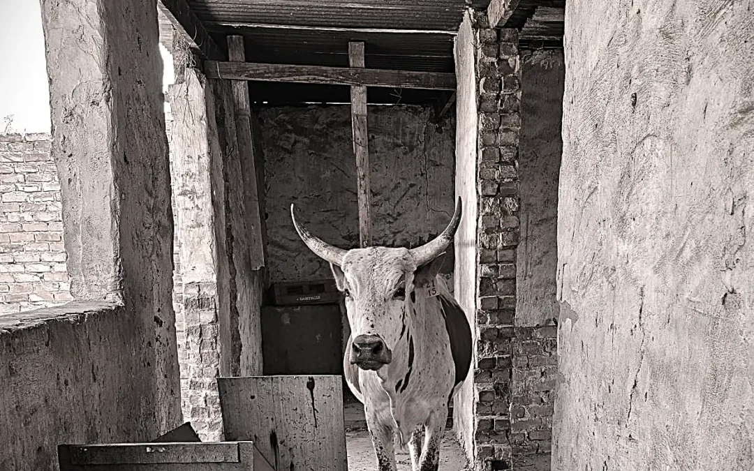 Site Inspector on Hooves