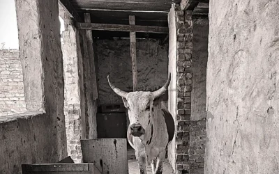 Site Inspector on Hooves